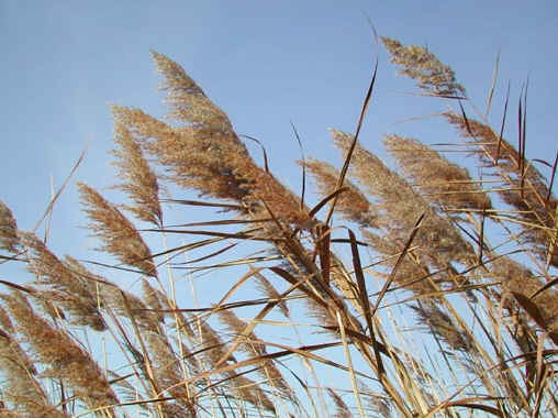 chasse-marais-joncs