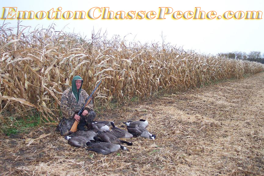 chasse outarde champ soya