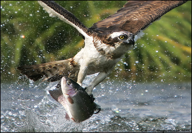 Photo aigle pêcheur poisson