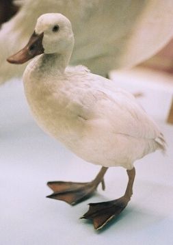 canard albinos