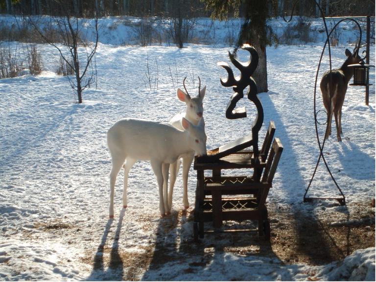 albinos chevreuil albinos chevreuil