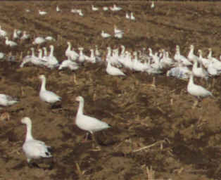 arrivée des oies blanches