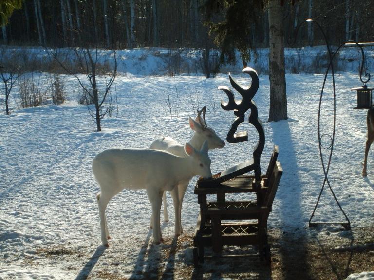 chevreuil albinos chevreuil albinos