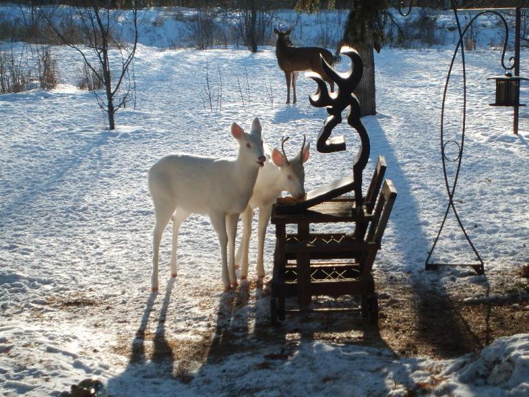 jumeau-albinos jumeau-albinos