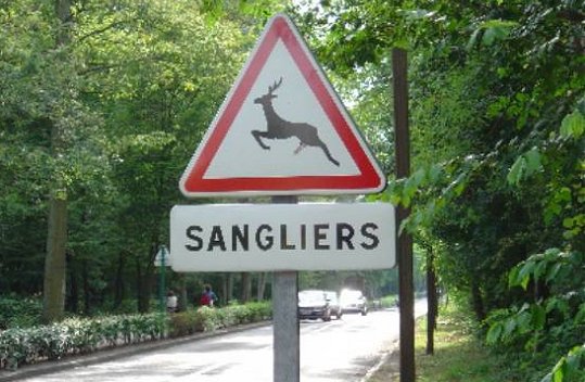 sanglier dangereux