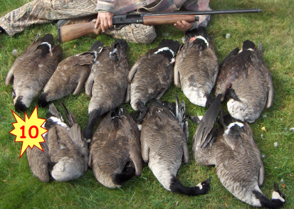 Limite de prise pour la chasse à l’outarde