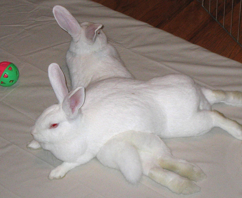 reproduction du lapins