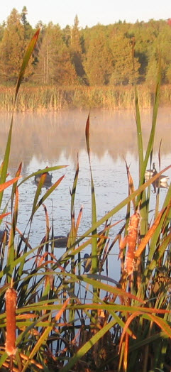 Liste des articles à apporter pour la chasse aux canards au marais