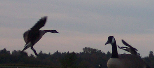 Ouverture chasse à l’outarde résidente