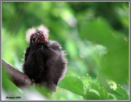 Bébé quiscale