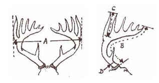 Comment calculer les points du panache d’un chevreuil