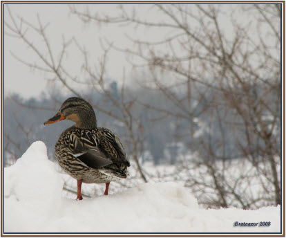 photo de canard mallard