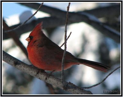 Photo de cardinal rouge