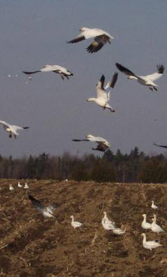 Pourquoi la chasse à l’oie au printemps