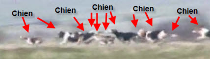 Vidéo de chasse à courre au lièvre