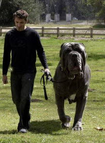 Gros chien de chasse