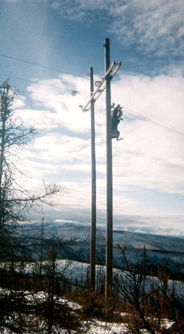 Orignal dans un poteau électrique 