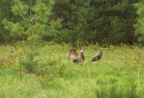 Naturaliser une queue de dindon sauvage