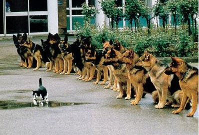 test d’entraînement de chien de chasse...