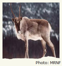 Déclin des caribous