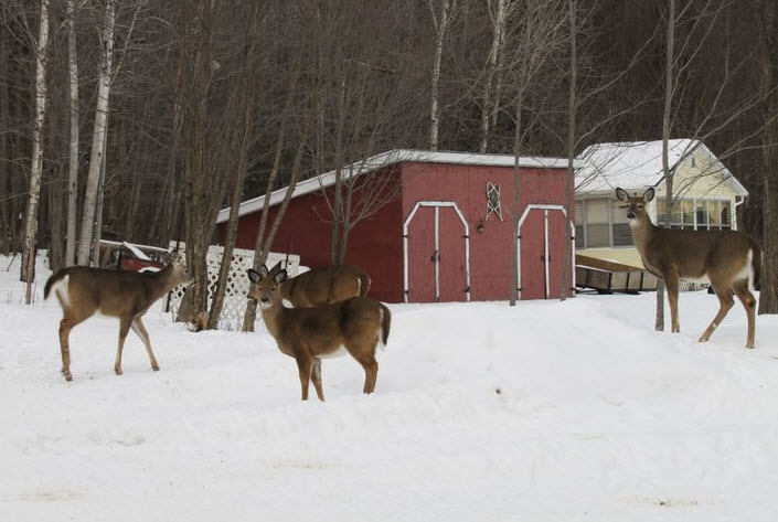 Chevreuil dans le haut outaouais