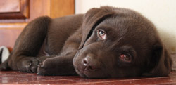 Le naturel de votre chiot est bien un pli, mais l'éducation d'un chiot l'es aussi.