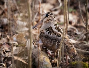 Bécasse d'Amérique